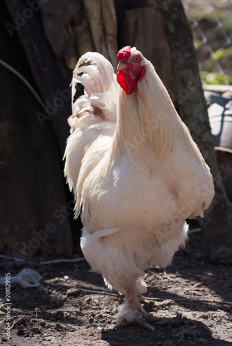 Beautiful rooster walking in a farm yard photo