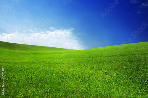 field with green grass and blue sky with clouds on the farm in beautiful summer sunny day. Clean  idyllic  landscape with sun.