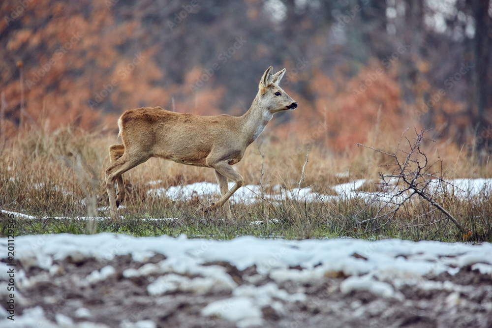 Roe deer in the forest Roe deer in the forest
