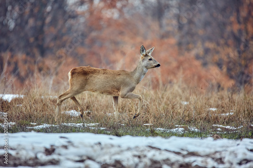 Roe deer in the forest