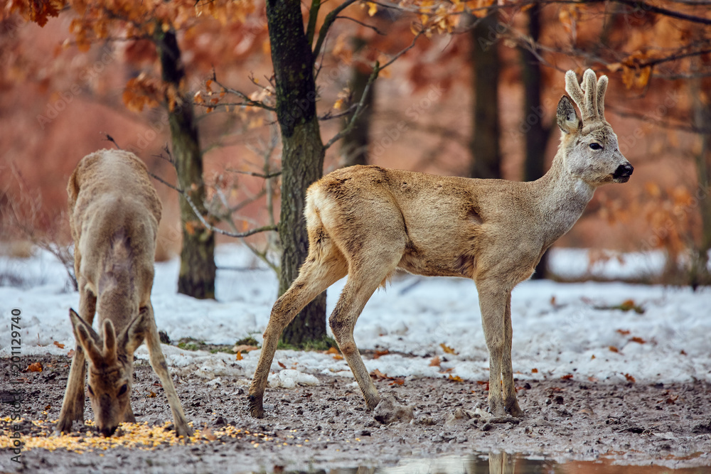 Roe deer in the forest Roe deer in the forest