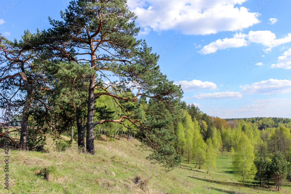 Beautiful view of the hillside with growing pines on a summer day Beautiful view of the hillside with growing pines on a summer day