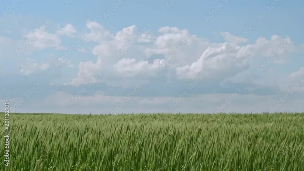 Saskatchewan green wheat waving in the breeze with a blue cloudy sky Saskatchewan green wheat waving in the breeze with a blue cloudy sky