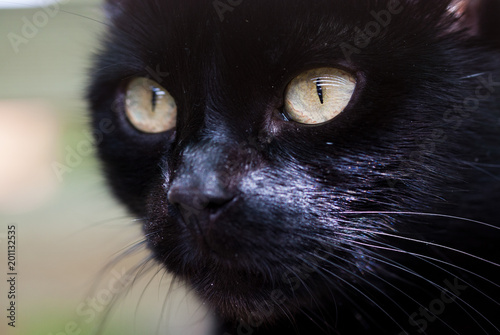 Fototapeta Naklejka Na Ścianę i Meble -  cute black cat hiding - focus on the eyes