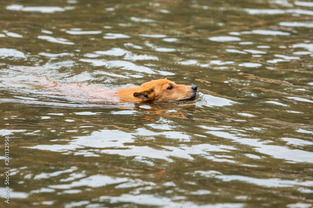 dog swimming in canal