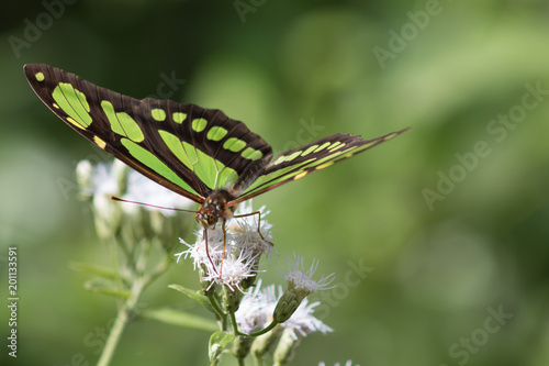 borboleta, butterfly © Leonardo