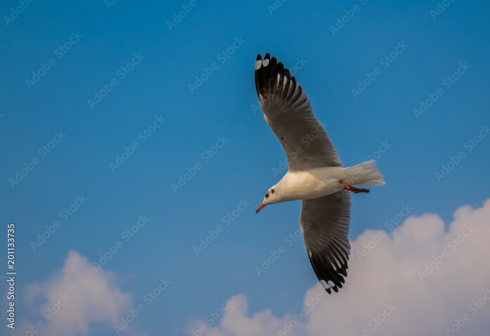 Fototapeta premium Seagulls are flying at the sea.
