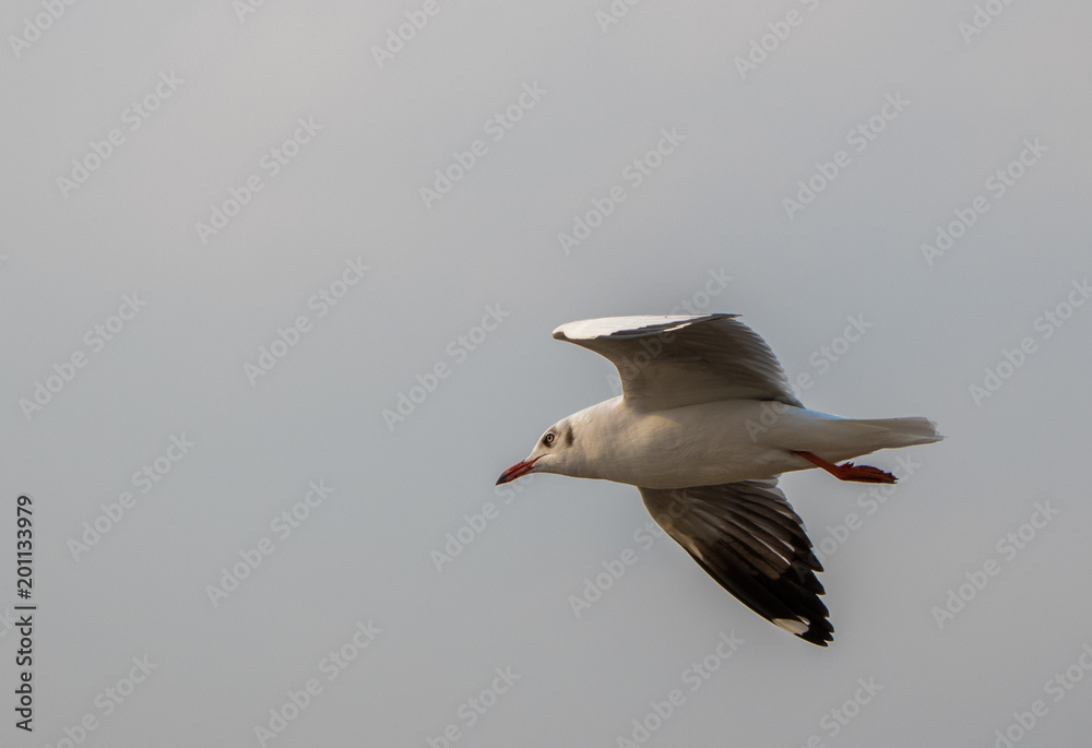 Seagulls are flying at the sea.