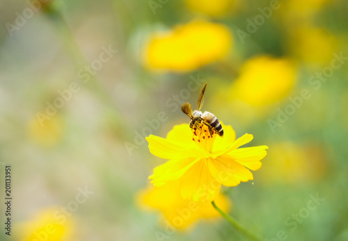 Bee on yellow Chrysanthemum flowers. © Tar