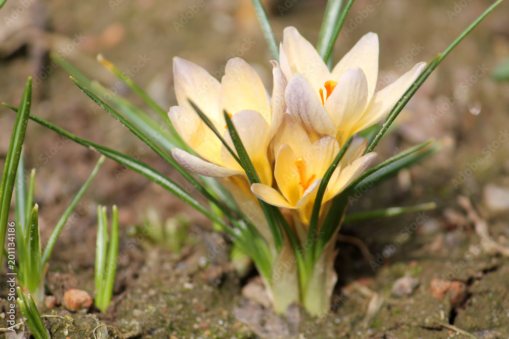 Flowering snow of golden crocus (Crocus chrysanthus) on flowerbed Flowering snow of golden crocus (Crocus chrysanthus) on flowerbed