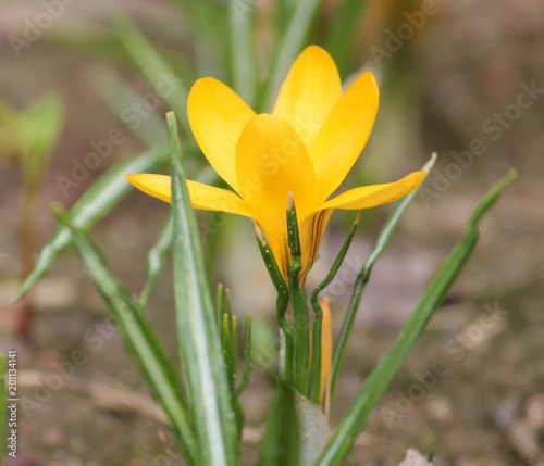 Flowering Dutch yellow crocus (Crocus flavus) on flowerbed