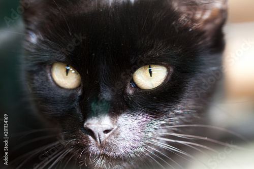 cute black cat hiding - focus on the eyes
