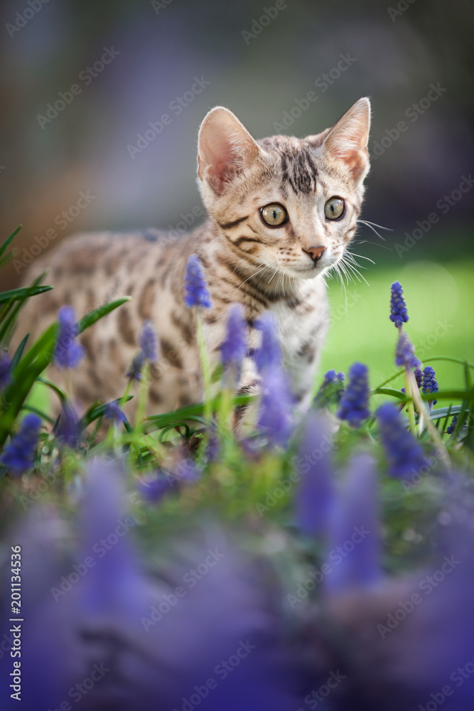 Silver Bengal Kitten in blue Flowers Silver Bengal Kitten in blue Flowers