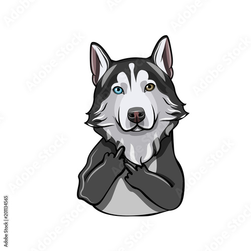 Siberian Husky. Middle finger gesture. Dog breed. Vector.