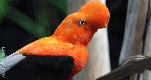 Beautiful Andean Cock Of The Rock (Rupicola Peruvianus) or Tunki  Perched On The Tree Branch And Flying Away. Close Up Portrait - DCi 4K Resolution