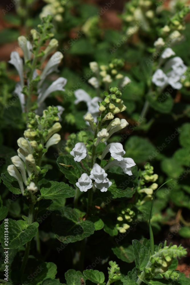 Skullcap Skullcap