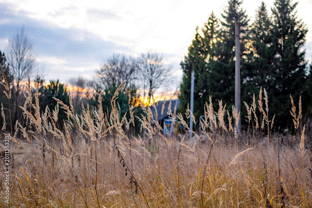 Grass in the field against the background of a wooden house and sunset
Grass in the field against the background of a wooden house and sunset
