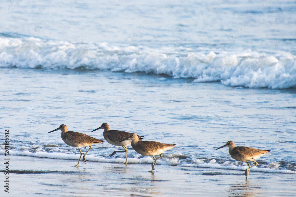 Birds on the Hunt Along the Ocean's Edge Birds on the Hunt Along the Ocean's Edge