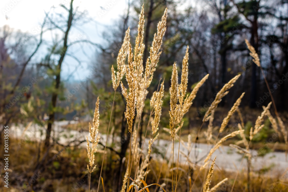 Fototapeta premium Dry grass on the roadside against the backdrop of the highway 
