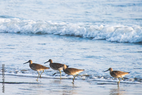 Birds on the Hunt Along the Ocean's Edge