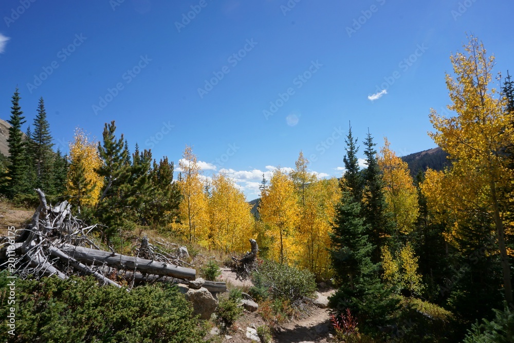 aspen fall leaves aspen fall leaves