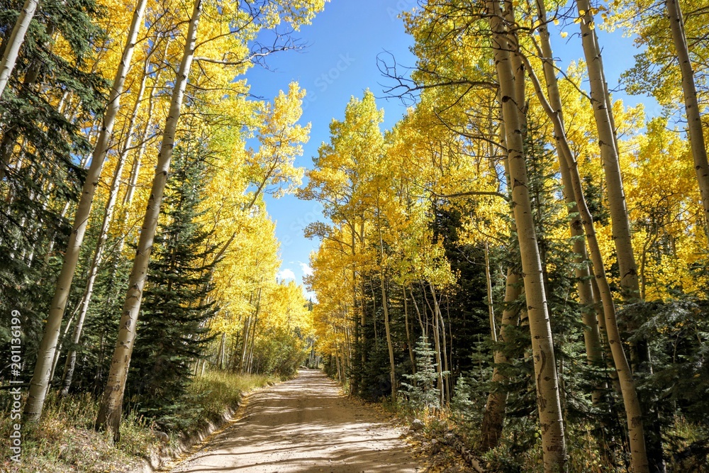 Fototapeta premium fall leaves