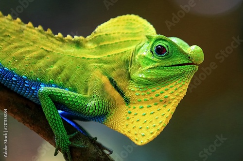 Chameleon in a natural environment in the forest of Sri Lanka