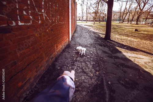 Walking dog in the park © Tetiana