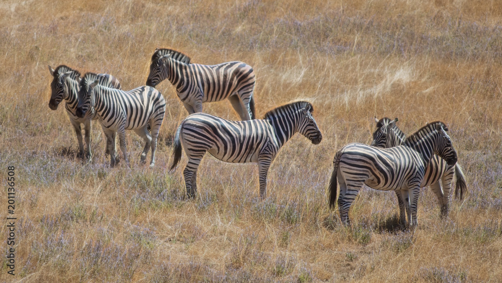 Obraz premium Zebras 