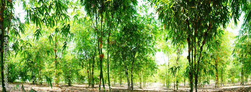 Green bamboo garden panoramic photo, planted to eat trees