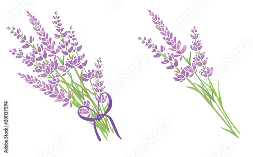 Set of two purple lavender flowers bouquets. Beautiful violet lavender flower...