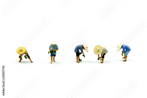 Miniature people : farmers working on white background.