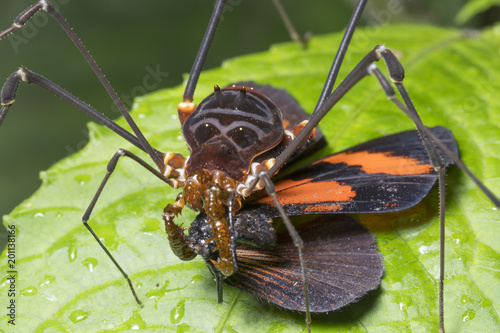 Giant Harvesman or Phalangid feeding on a butterfly in montane rainforest at night in the Cordillera del Condor, Ecuador.  photo