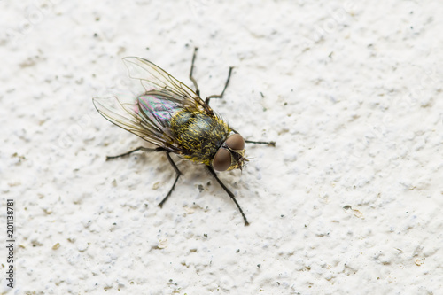 Diptera Meat Fly Insect On Wall