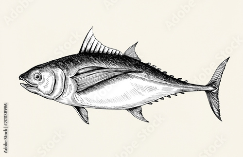 Hand drawn tuna fish