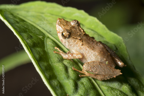 Rain Frog (Pristimantis sp.) on a leaf in the rainforest.  In the Cordillera del Condor, the Ecuadorian Amazon. photo