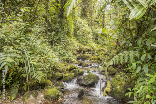 Idyllic clearwater stream flowing through montane rainforest at 1.900m elevation in the Cordillera del Condor, a site of high biodiversity and endemism in southern Ecuador photo