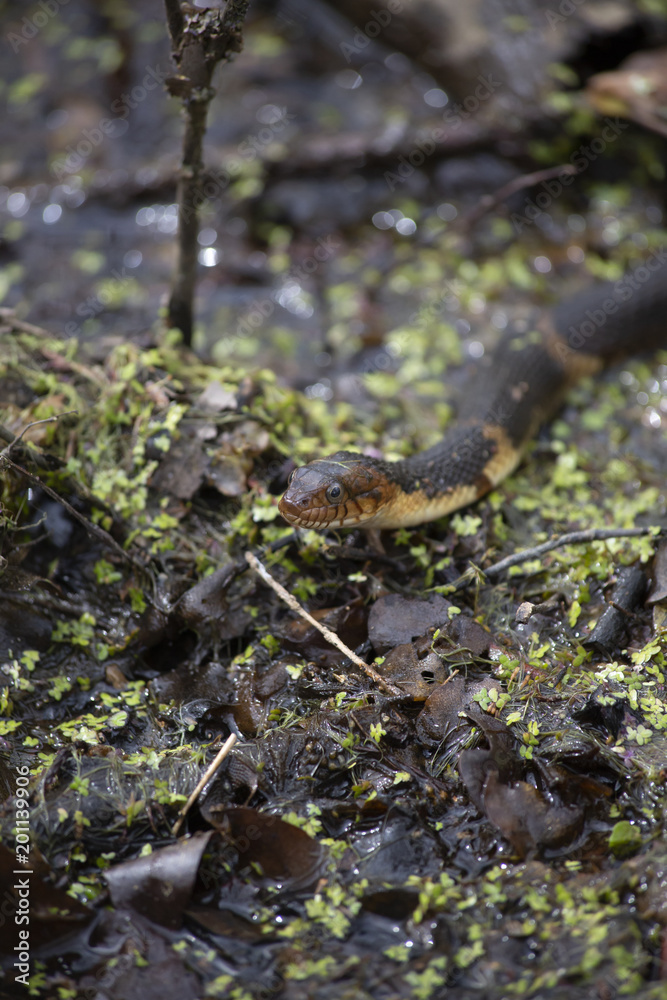 Naklejka premium Broad-Banded Water Snake Swimming