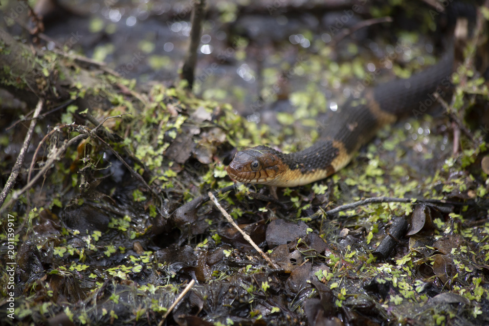 Fototapeta premium Broad-Banded Water Snake Swimming