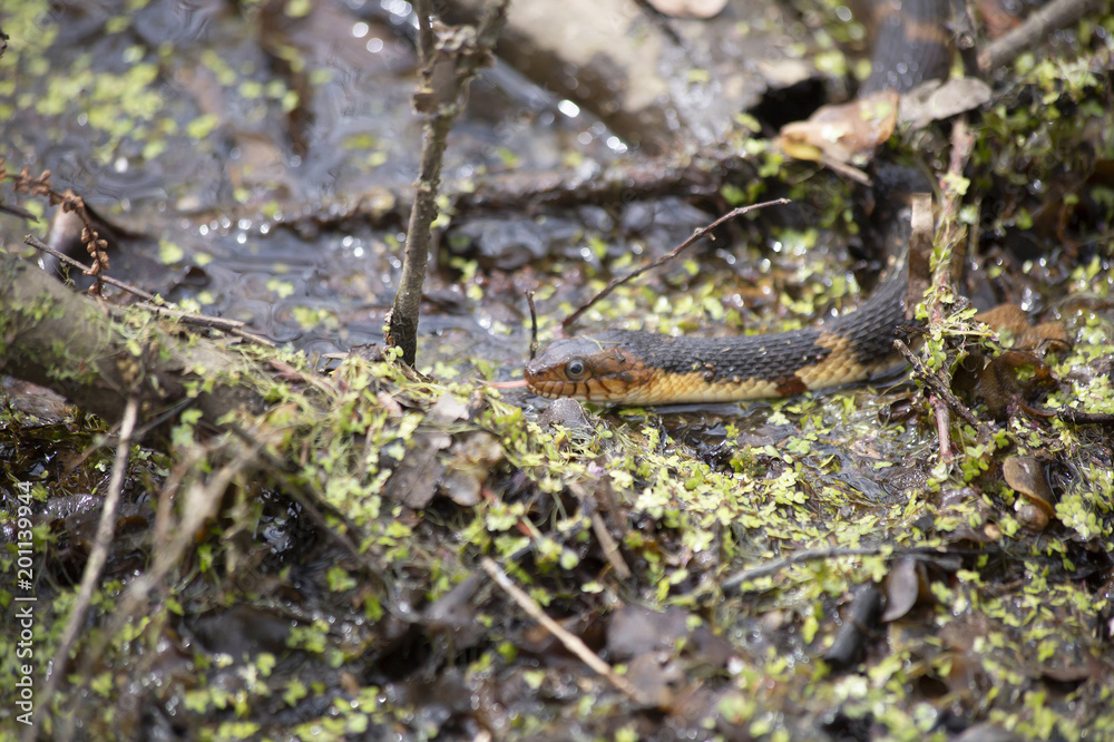Broad-Banded Water Snake Swimming Broad-Banded Water Snake Swimming