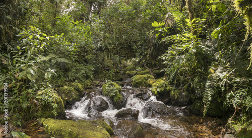 Idyllic clearwater stream flowing through montane rainforest at 1.900m elevation in the Cordillera del Condor  a site of high biodiversity and endemism in southern Ecuador