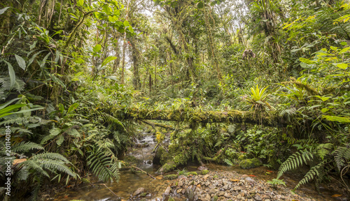 Idyllic clearwater stream flowing through montane rainforest at 1.900m elevation in the Cordillera del Condor, a site of high biodiversity and endemism in southern Ecuador photo