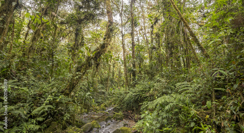 Interior of mossy montane rainforest and stream  at 1.900m elevation in the Cordillera del Condor  a site of high biodiversity and endemism in southern Ecuador