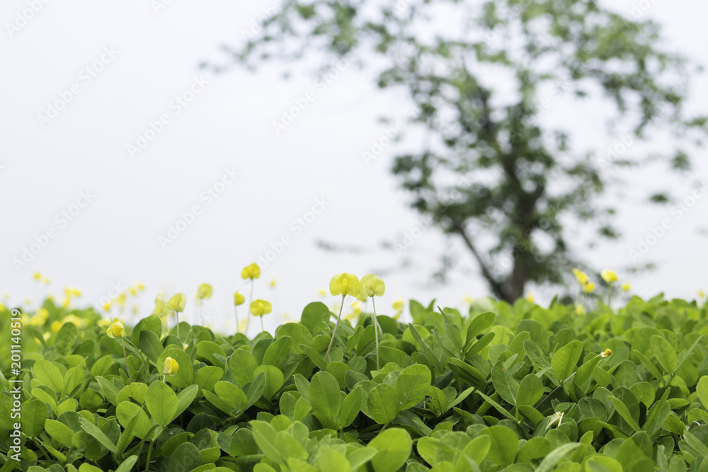 Yellow little flower on green grass background Yellow little flower on green grass background