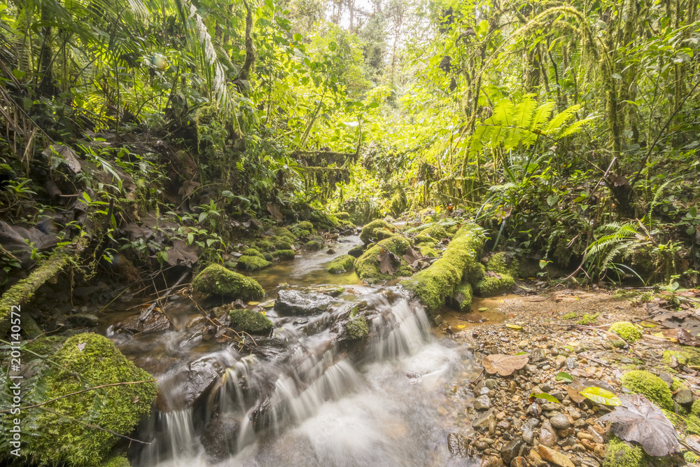 Obraz premium Idyllic clearwater stream flowing through montane rainforest at 1.900m elevation in the Cordillera del Condor, a site of high biodiversity and endemism in southern Ecuador
