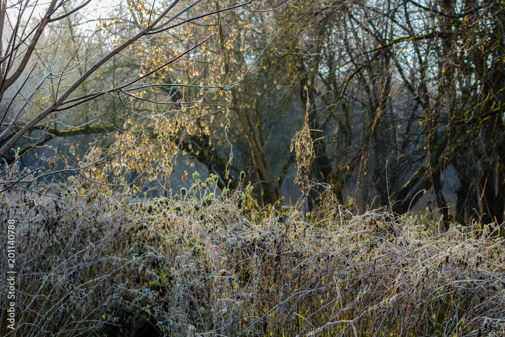 Grass covered with frost in the morning in November

