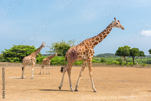 Giraffe at Calauit Island Game Preserve and Wildlife Sanctuary, Busuanga, Palawan, Philippines photo