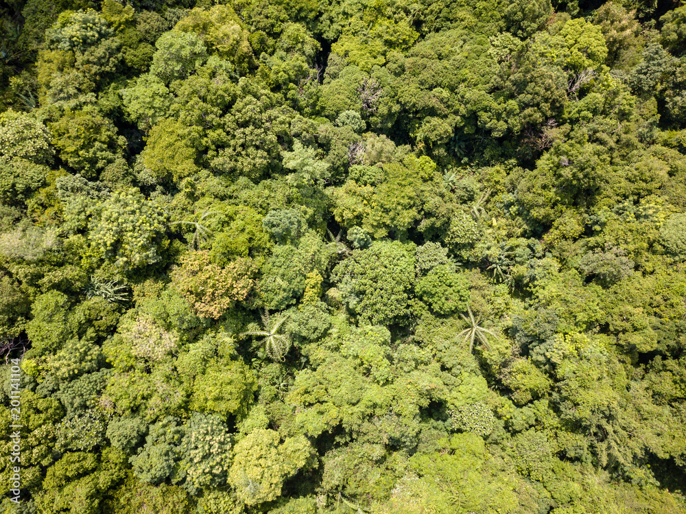 Aerial view of the tree canopy of a tropical rianforest Aerial view of the tree canopy of a tropical rianforest