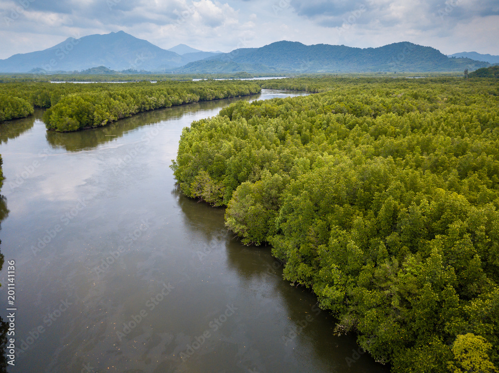 Drone aerial view of a huge, natural mangrove forest in Thailand