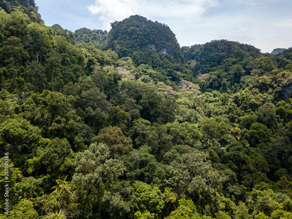 Tree canopy of a tropical rainforest in a mountainous area